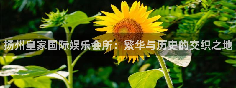 万向娱乐：扬州皇家国际娱乐会所：繁华与历史的交织之地